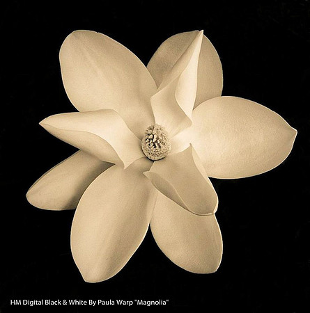 HM Digital Black & White By Paula Warp, "Magnolia"