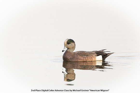 2nd Place Digital Color Advance Class by Michael Greiner - American Wigeon.jpg