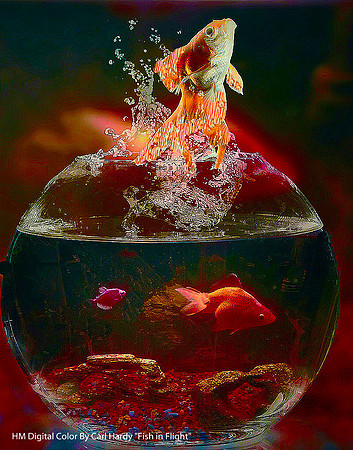 HM Digital Color By Carl Hardy, "Fish in Flight"