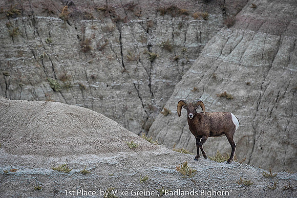 1ST PLACE, BY MIKE GREINER, "BADLANDS BIGHORN"
