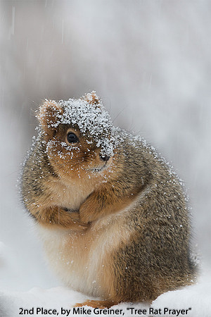 2nd Place, By Mike Greiner, "Tree Rat Prayer"