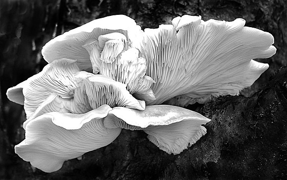 HM, Kevin Smith, "Mushroom"