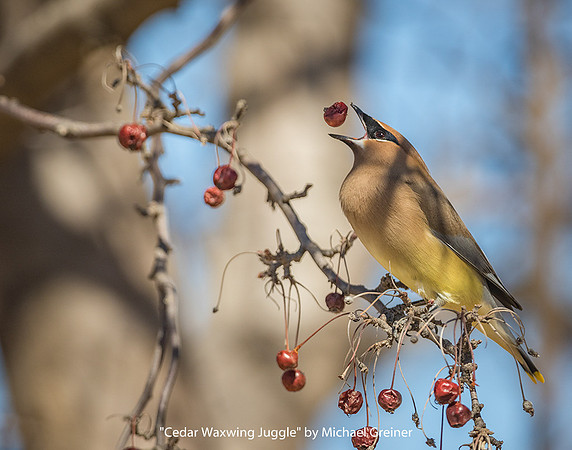 Cedar Waxwing Juggle by Michael Greiner - Previously Entered Color Print