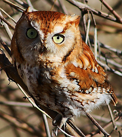 4th, Rich Wright, "Owl In Tree"