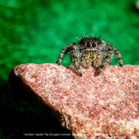 "Jumpin' Spider" By Douglas Conrad - Open Class Color Print of the Year