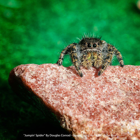 "Jumpin' Spider" By Douglas Conrad - Open Class Color Print of the Year