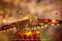 "Drinking Beauty" By Douglas Conrad - Open Class Digital Color Image of the Year