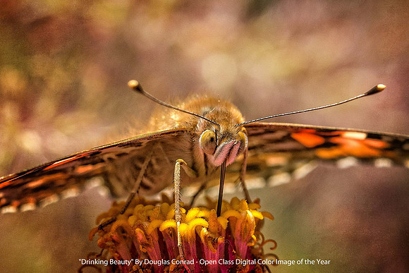 "Drinking Beauty" By Douglas Conrad - Open Class Digital Color Image of the Year