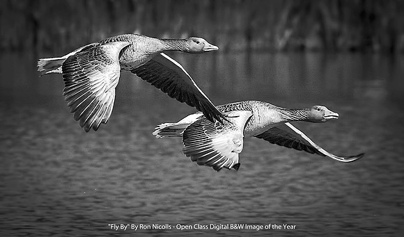 "Fly By" By Ron Nicolls - Open Class Digital B&W Image of the Year