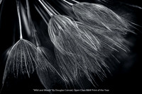 "Wild & Wooly" By Douglas Conrad - Open Class B&W Print of the Year