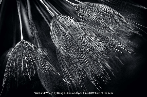 "Wild & Wooly" By Douglas Conrad - Open Class B&W Print of the Year