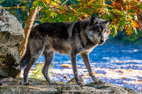"Black Wolf" By Ron Nicolls - Previously Entered Digital Color Image of the Year