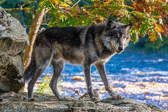 "Black Wolf" By Ron Nicolls - Previously Entered Digital Color Image of the Year