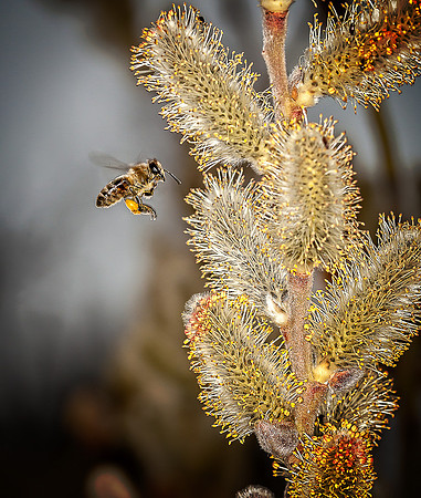 2nd, Doug Conrad, "Pollination"