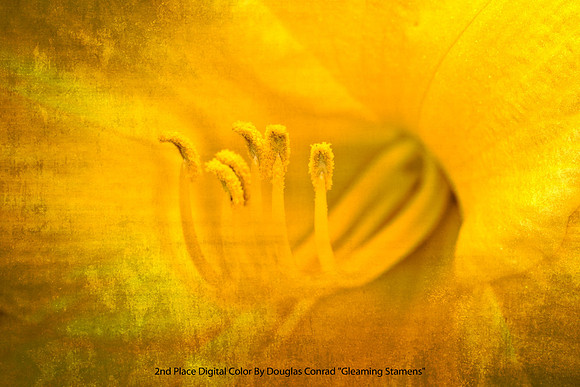2nd Place Digital Color By Douglas Conrad "Gleaming Stamens"
