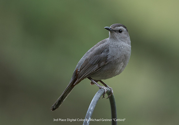 3rd Place Digital Color By Michael Greiner "Catbird"