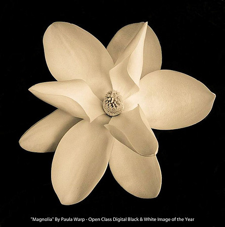 "Magnolia" By Paula Warp - Open Class Digital Black & White Image of the Year