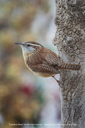 "Carolina Wren" By Michael Greiner - Open Class Color Print of the Year