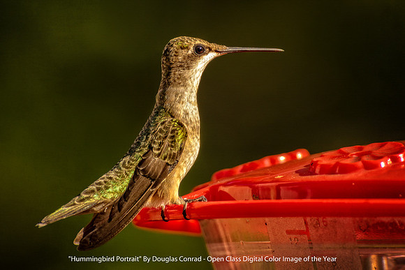 "Hummingbird Portrait" By Douglas Conrad - Open Class Digital Color Image of the Year
