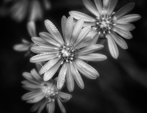 "Morning Dew" By Doug Conrad - Previously Entered B&W