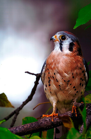 "American Kestral" By Mike Greiner - Open Color Print