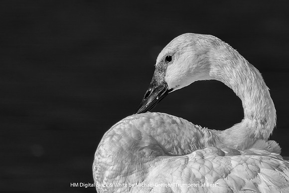 HM Digital B&W By Michael Greiner - "Trumpeter at Rest"