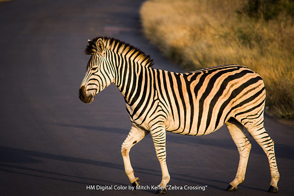 HM Digital Color By Mitch Keller - "Zebra Crossing"