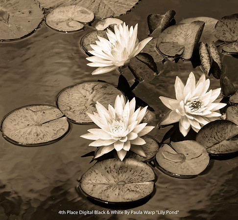 4th Place Digital B&W By Paula Warp - "Lily Pond 2"