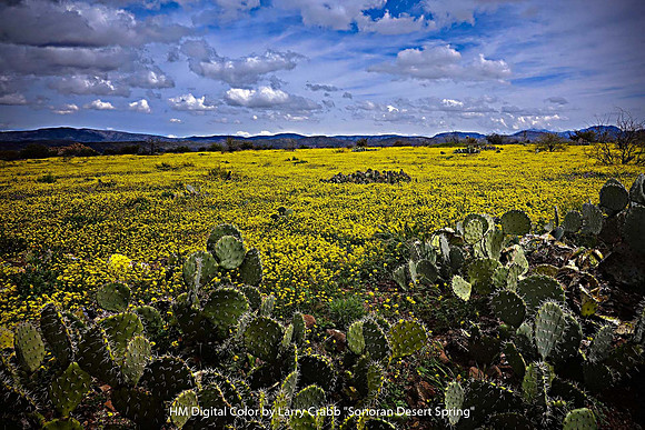 HM Digital Color By Larry Crabb - "Sonoran Desert Spring"