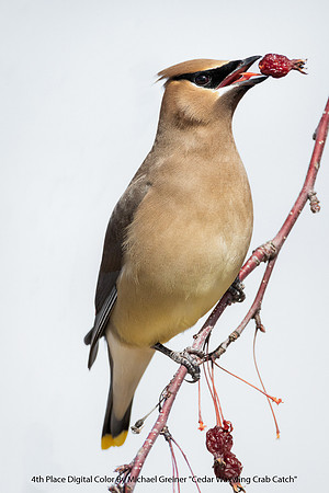 4th Place Digital Color By Michael Greiner - "Cedar Waxwing Crab Catch"