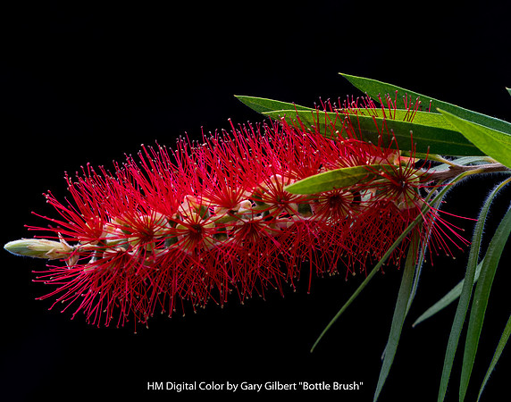 HM Digital Color By Gary Gilbert - "Bottle Brush"