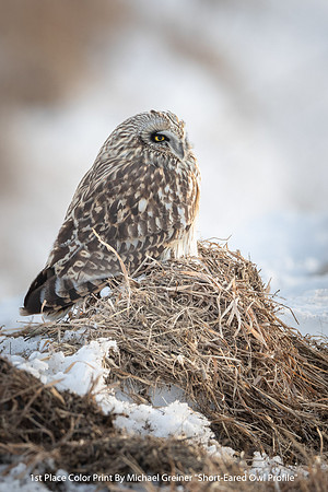 1st Place Color Print By Michael Greiner - "Short-Eared Owl Profile"