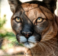 3RD PLACE BY DOUG CONRAD, "CAUTIOUS"