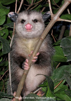 HM BY CAROL BLAIR, "OPOSSUM IN THE BUSH"