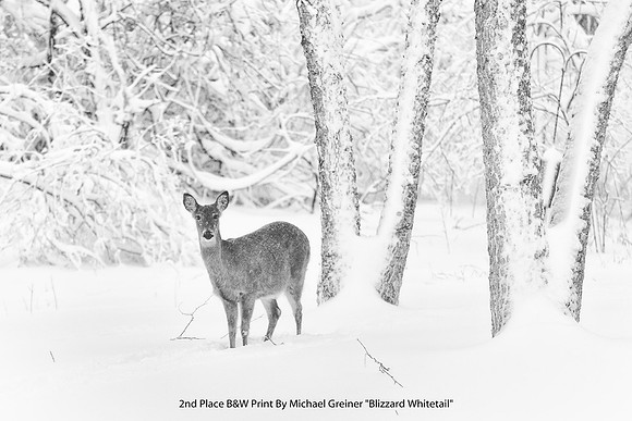 2nd Place B&W Print By Michael Greiner "Blizzard Whitetail"