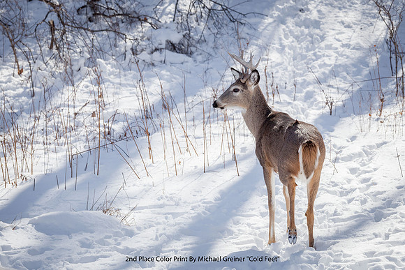 2nd Place Color Print By Michael Greiner "Cold Feet"