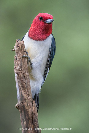 4th Place Color Print By Michael Greiner "Red Head"