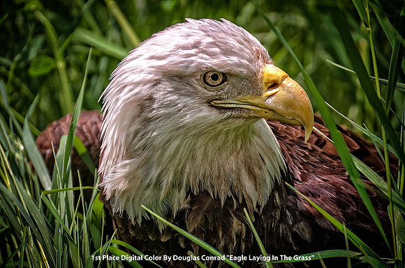 1st Place Digital Color By Douglas Conrad "Eagle Laying In The Grass"