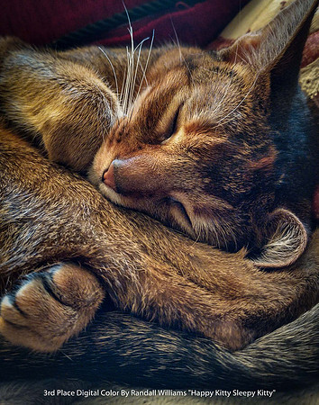 3rd Place Digital Color By Randall Williams "Happy Kitty Sleepy Kitty"