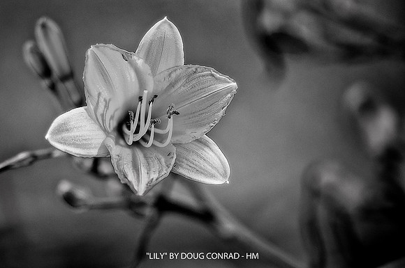 LILY BY DOUG CONRAD - HM