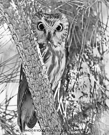 WHOO R YOOO BY CAROL BLAIR - 4TH PLACE