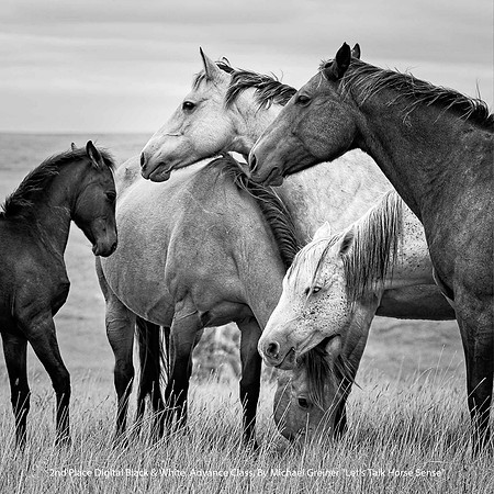 2nd Place Digital B&W Advance Class By Michael Greiner - "Let's Talk Horse Sense"