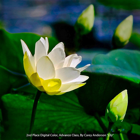 2nd Place Digital Color Advance Class By Carey Anderson - "Lily"