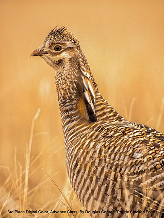 3rd Place Digital Color Advance Class By Douglas Conrad - Prairie Chicken Pose.jpg