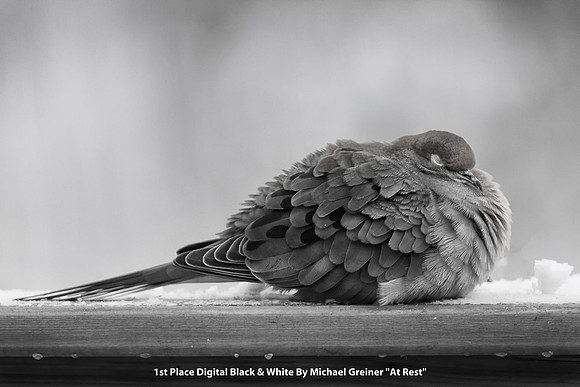 1st Place Digital B&W By Michael Greiner - "At Rest"