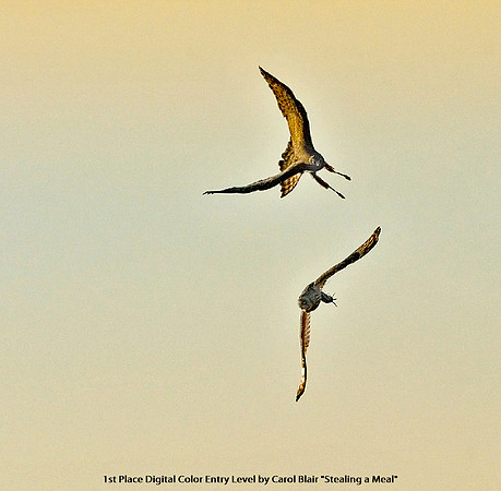 1st Place Digital Color Entry Level by Carol Blair - "Stealing a Meal"