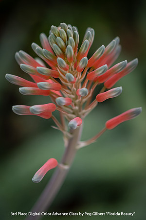 3rd Place Digital Color Advance Class by Peg Gilbert - "Florida Beauty"
