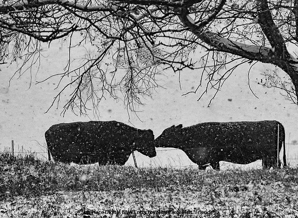 1st Place Digital B&W Entry Level by Carol Blair - "Friends"