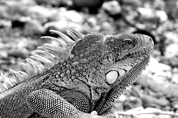 3rd, Bob Gillespie, "Wild Iguana"