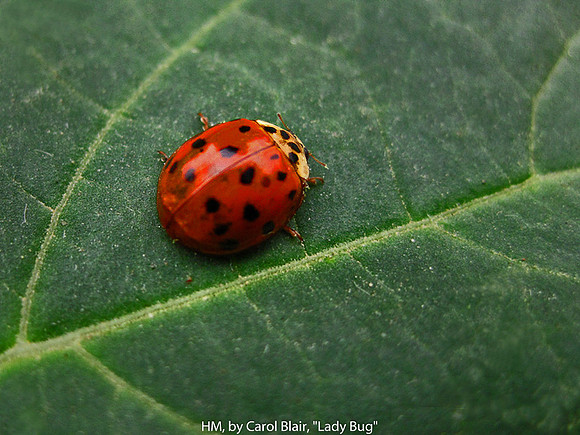 HM, BY CAROL BLAIR, "LADY BUG"